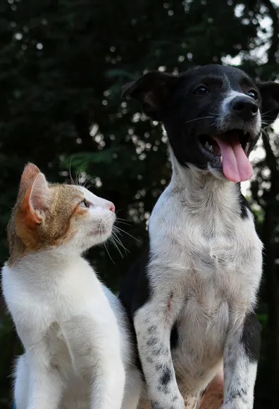 Dog and Cat in forest